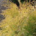 Thuja occidentalis 'Cloth of Gold'